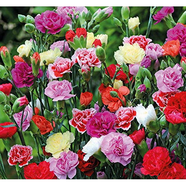 White Heart Pink Rose Bonsai Plants Rare Flowers 200 PCS Seeds Free Shipping New 